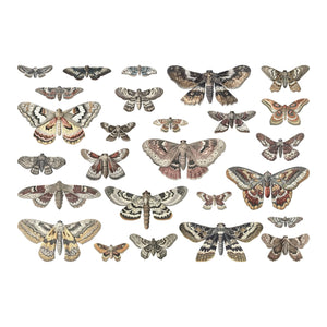 Moths Tim Holtz idea-ology 2024 Halloween Transparencies th94403