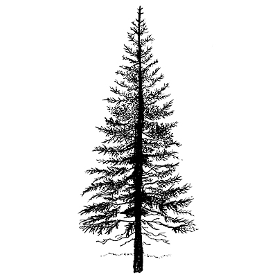 Fir Tree LAV094